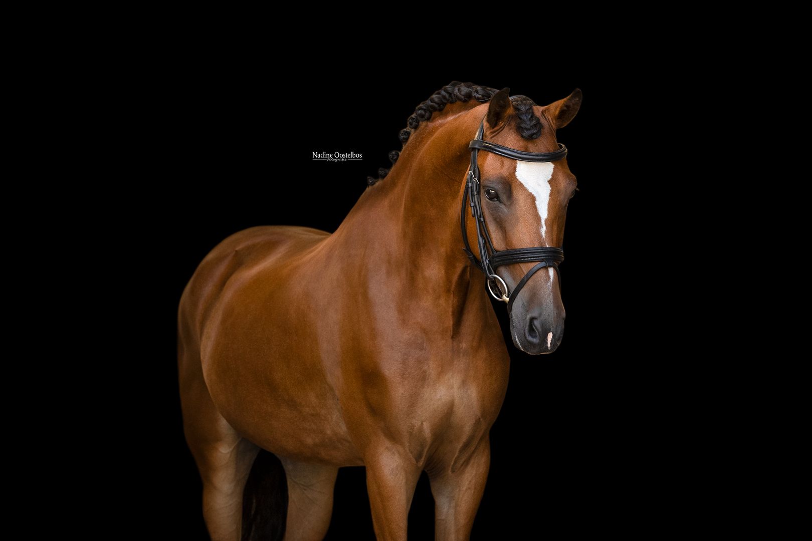 allround-pony ruin 8 jaar bruin te koop - Foto 4