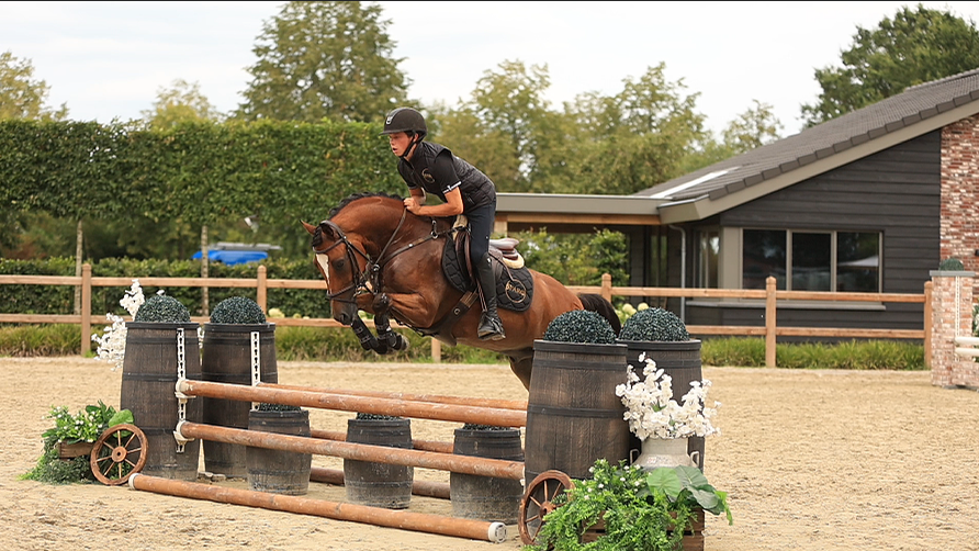 allround-pony ruin 8 jaar bruin te koop - Foto 6