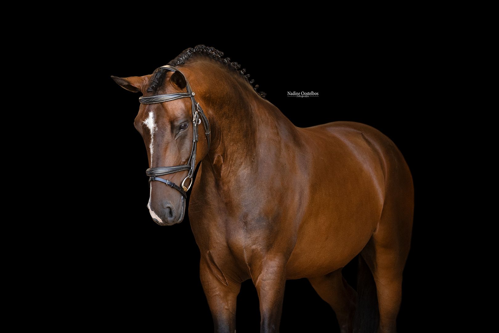 allround-pony ruin 5 lat donkerbruin na sprzedaż - Zdjęcie 2