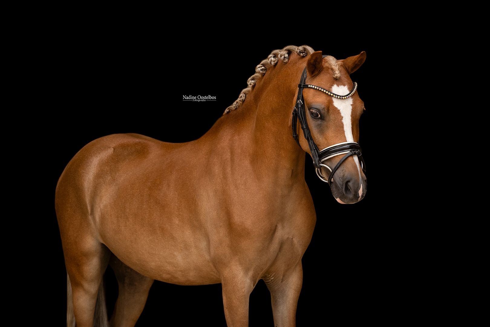 From riding lessons to adventures in the forest; Sandokan does it all!