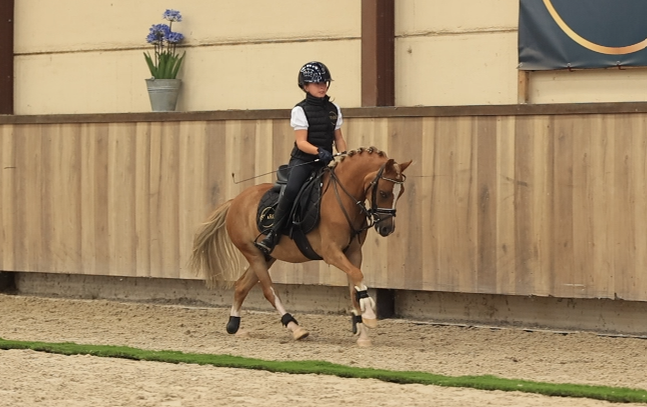 allround-pony ruin 4 lat vos na sprzedaż - Zdjęcie 3