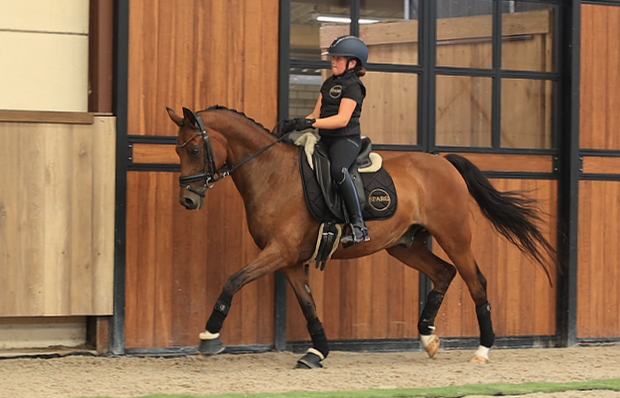 allround-pony ruin 18 lat bruin na sprzedaż - Zdjęcie 2