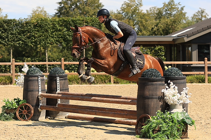 allround-pony ruin 18 lat bruin na sprzedaż - Zdjęcie 3