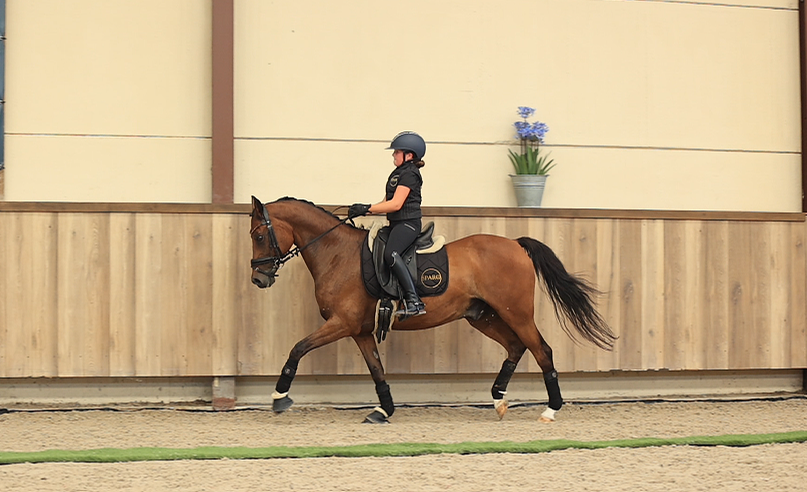allround-pony ruin 18 lat bruin na sprzedaż - Zdjęcie 6