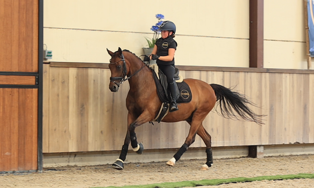 allround-pony ruin 18 lat bruin na sprzedaż - Zdjęcie 5