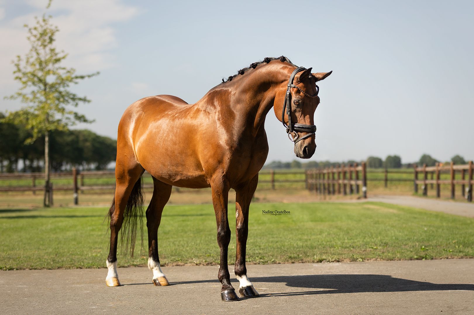allround-pony ruin 18 lat bruin na sprzedaż - Zdjęcie 4