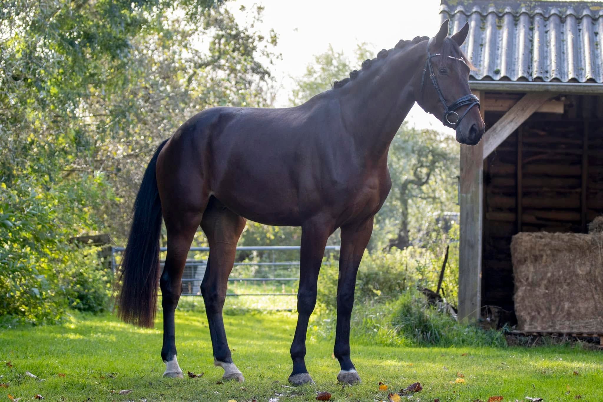 kwpn dressuurpaard ruin 5 rokov donkerbruin na predaj - Foto 2