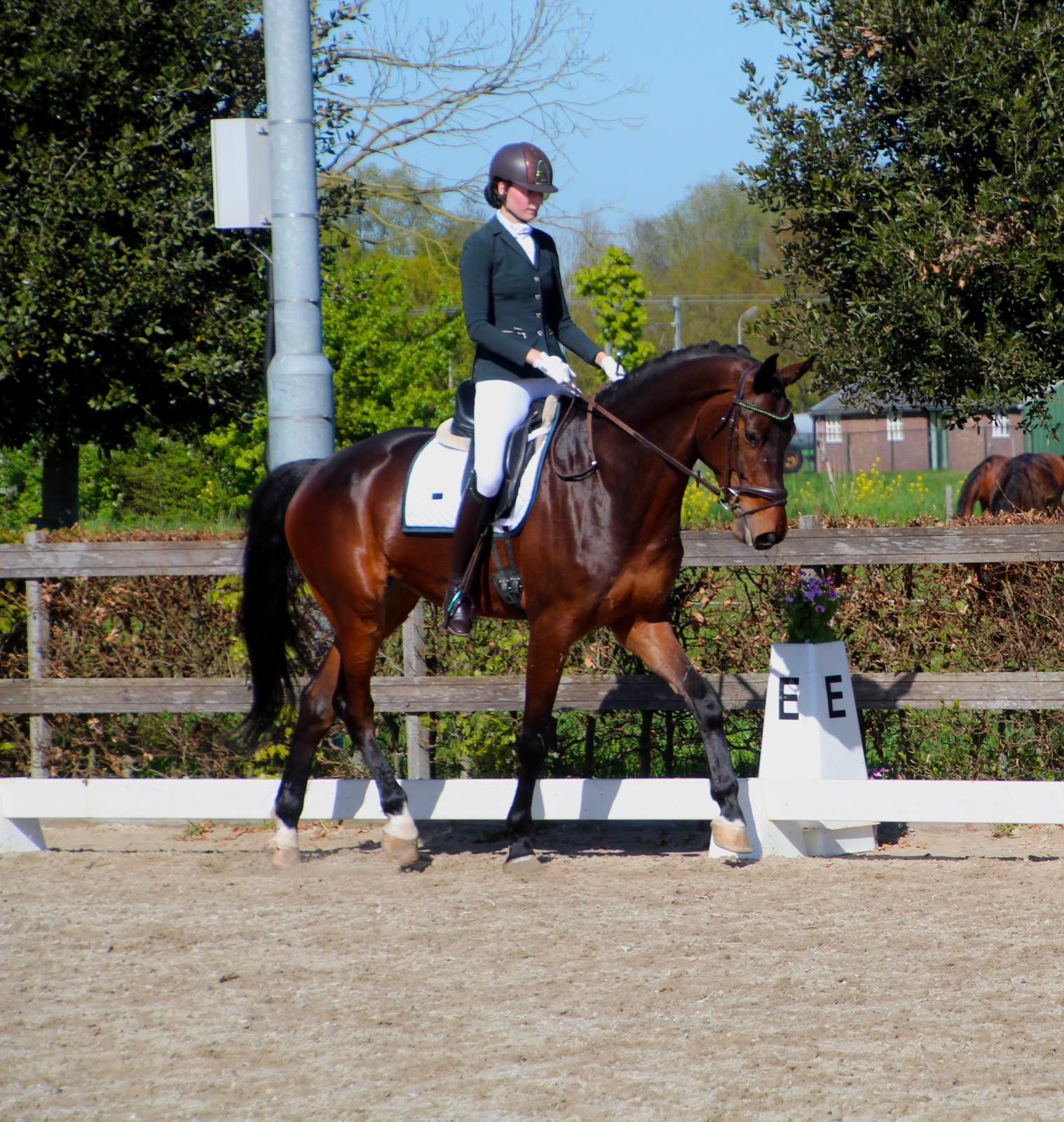 kwpn dressuurpaard ruin 5 rokov donkerbruin na predaj - Foto 5