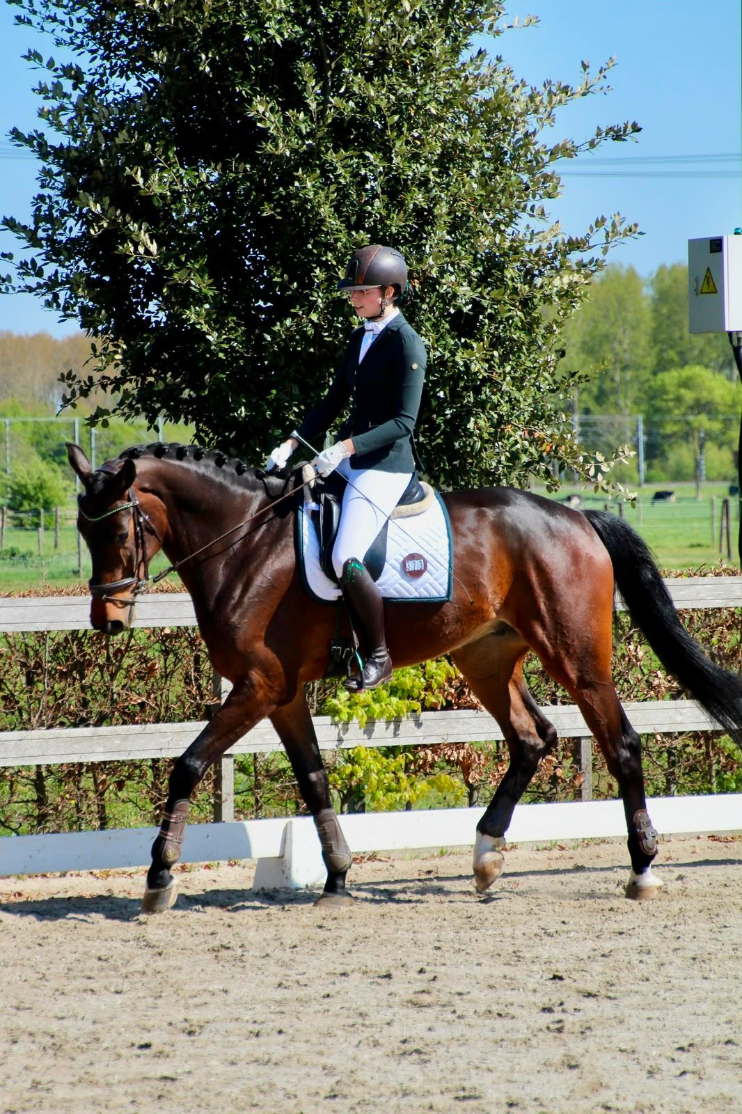 kwpn dressuurpaard ruin 5 rokov donkerbruin na predaj - Foto 4