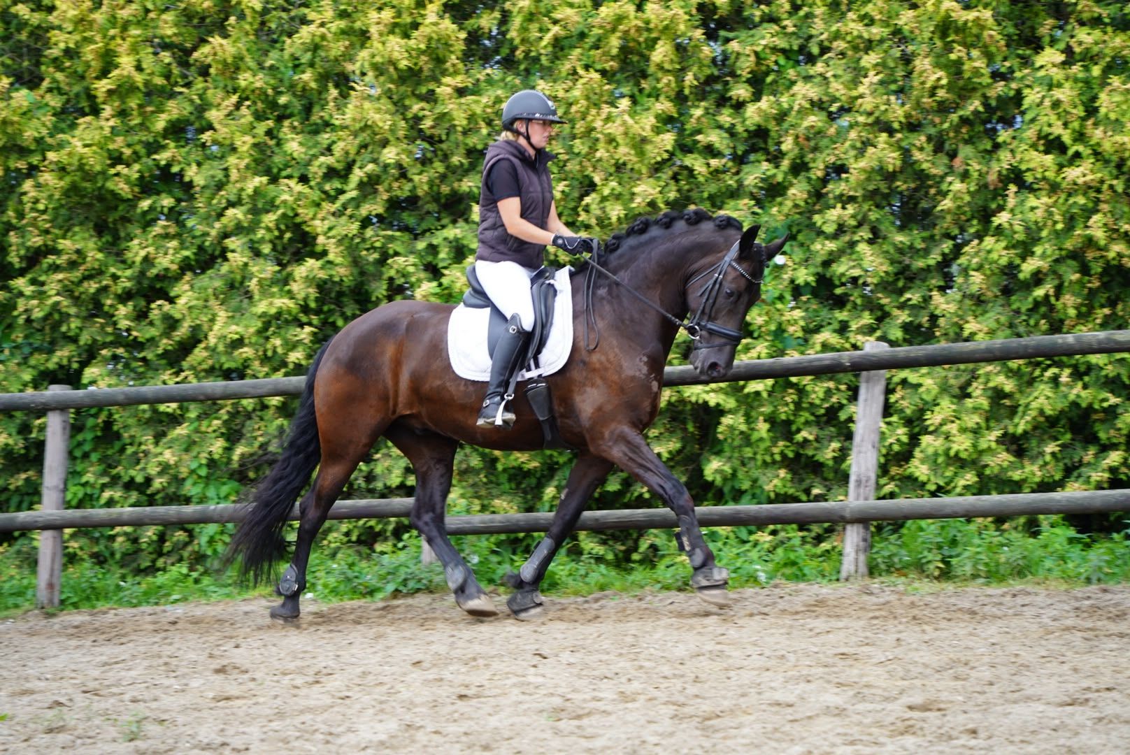 dressuurpaard ruin 5 años zwart en venta - Foto 2
