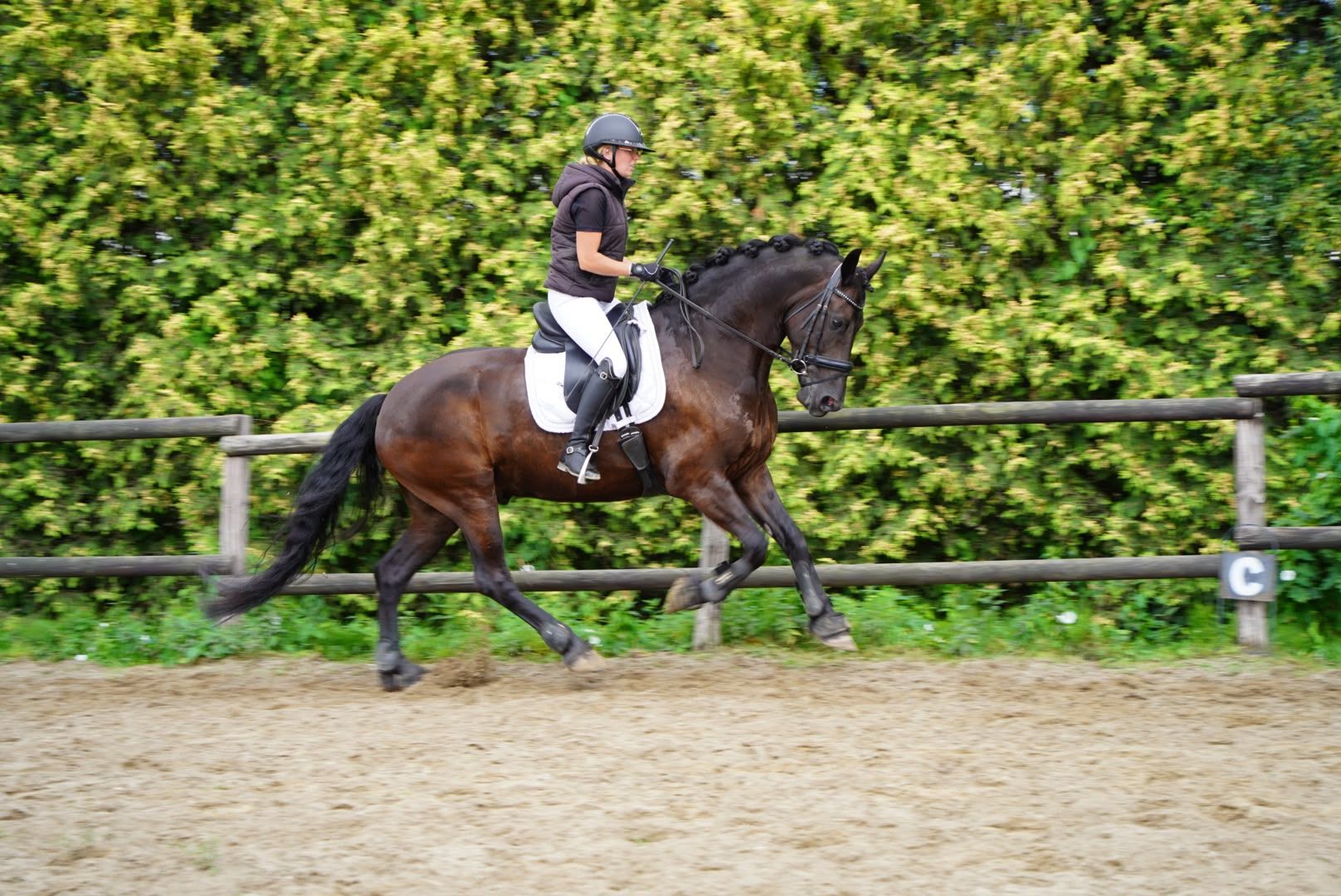 dressuurpaard ruin 5 años zwart en venta - Foto 3