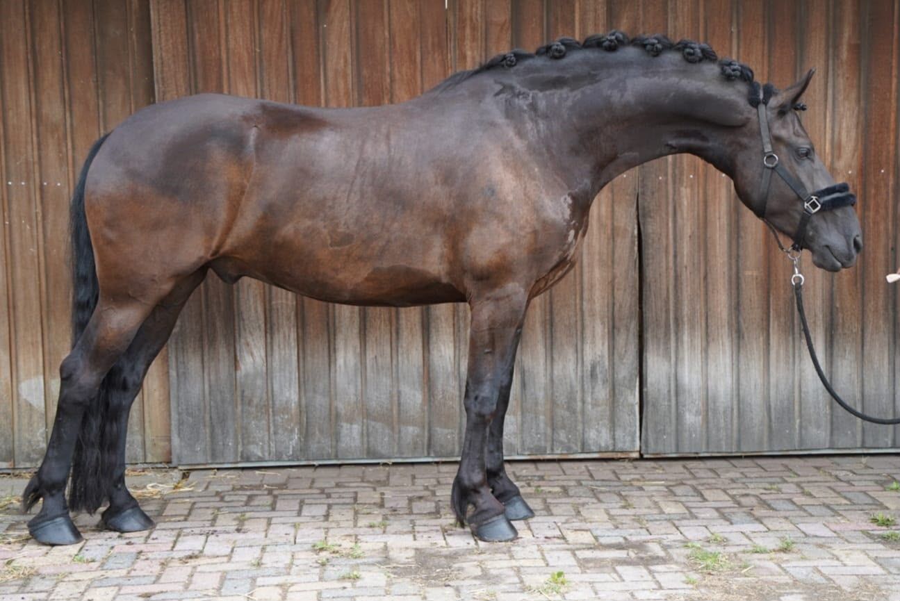 dressuurpaard ruin 5 años zwart en venta - Foto 4