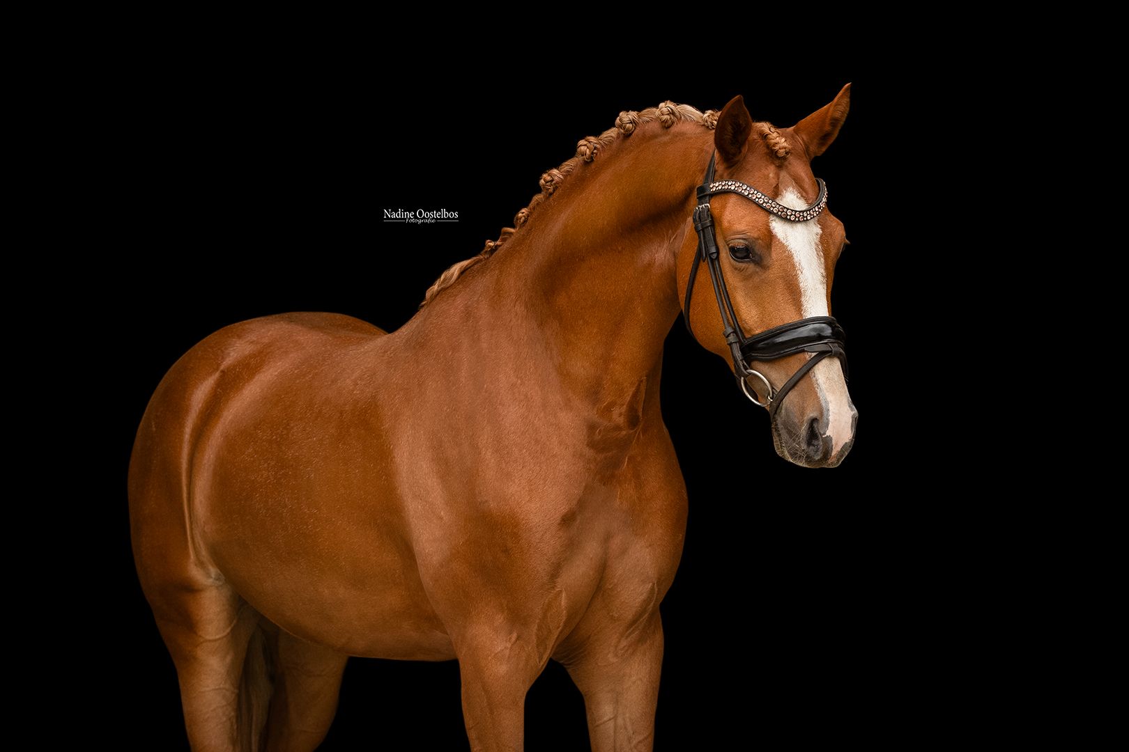 Beautiful All-Round Prospect!