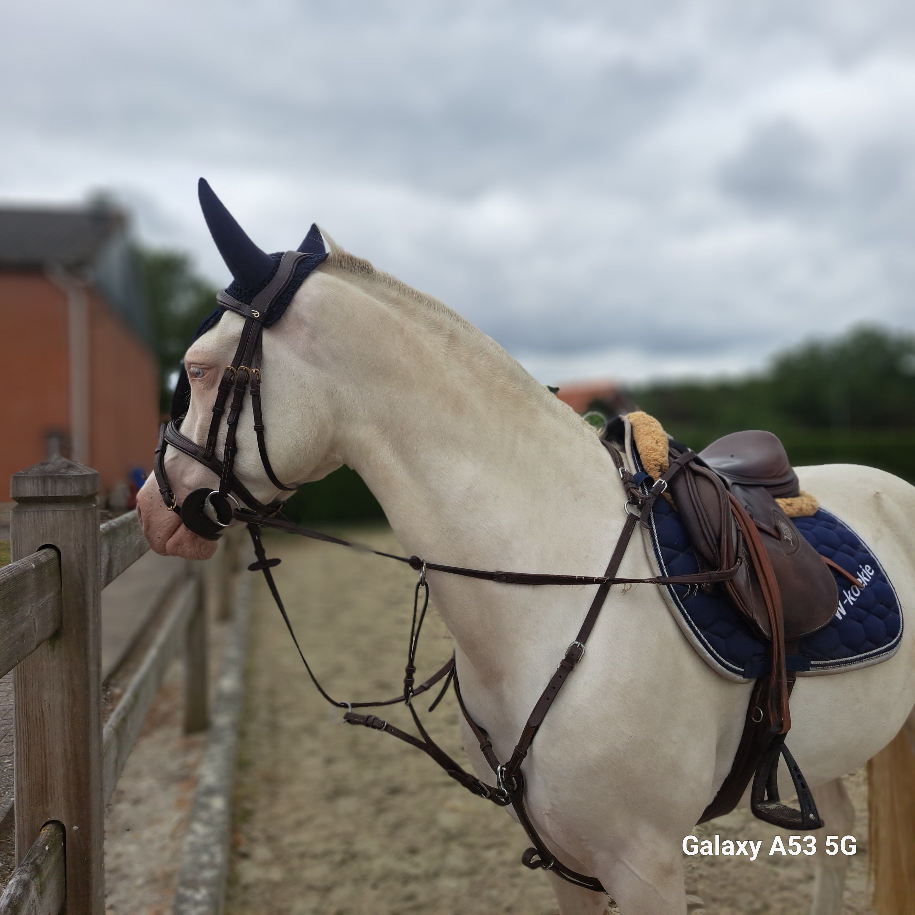 ander allround-pony ruin 7 anni in vendita - Foto 2