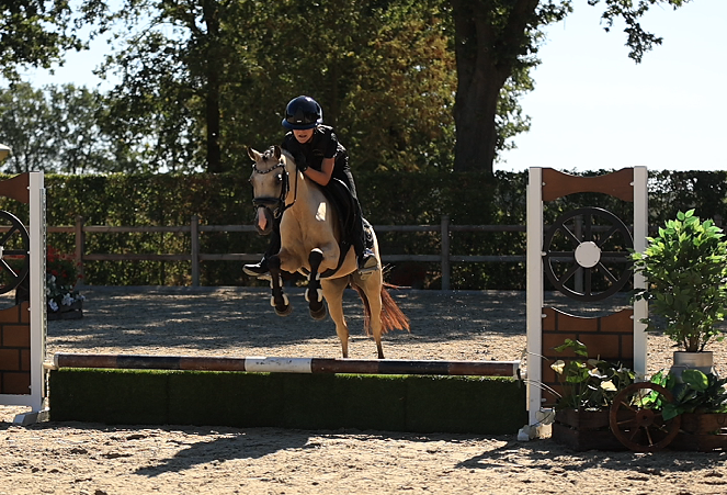allround-pony merrie 4 lat andere-kleur na sprzedaż - Zdjęcie 6