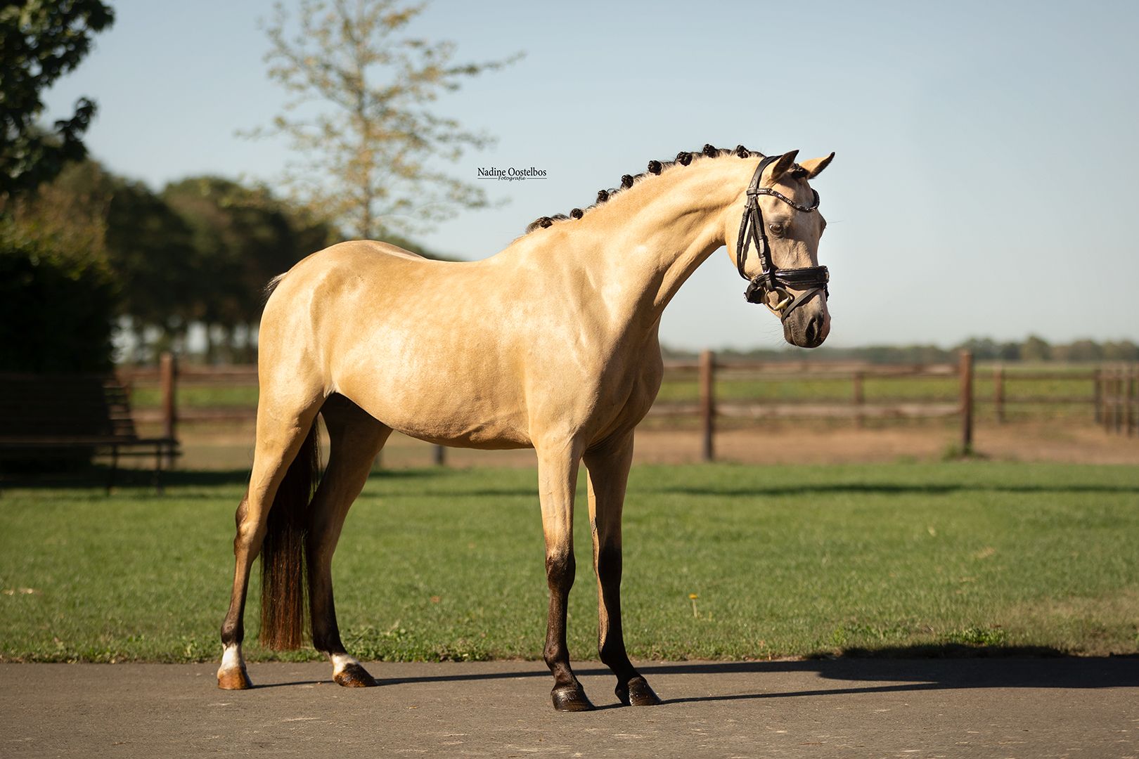 allround-pony merrie 4 lat andere-kleur na sprzedaż - Zdjęcie 4