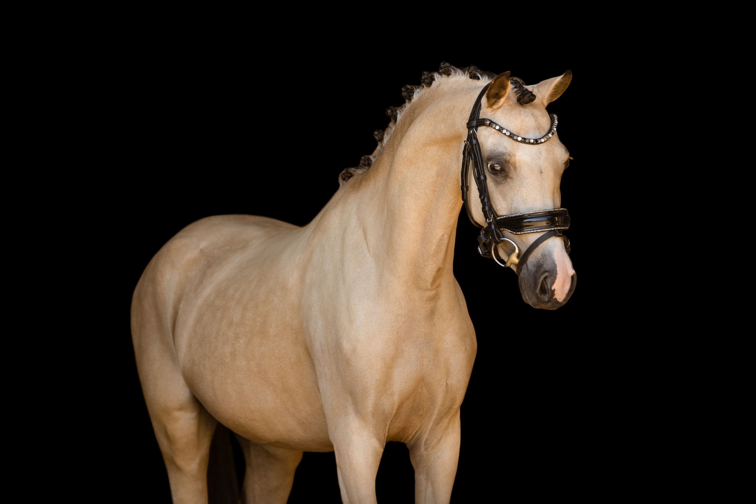 allround-pony merrie 4 lat andere-kleur na sprzedaż - Zdjęcie 2
