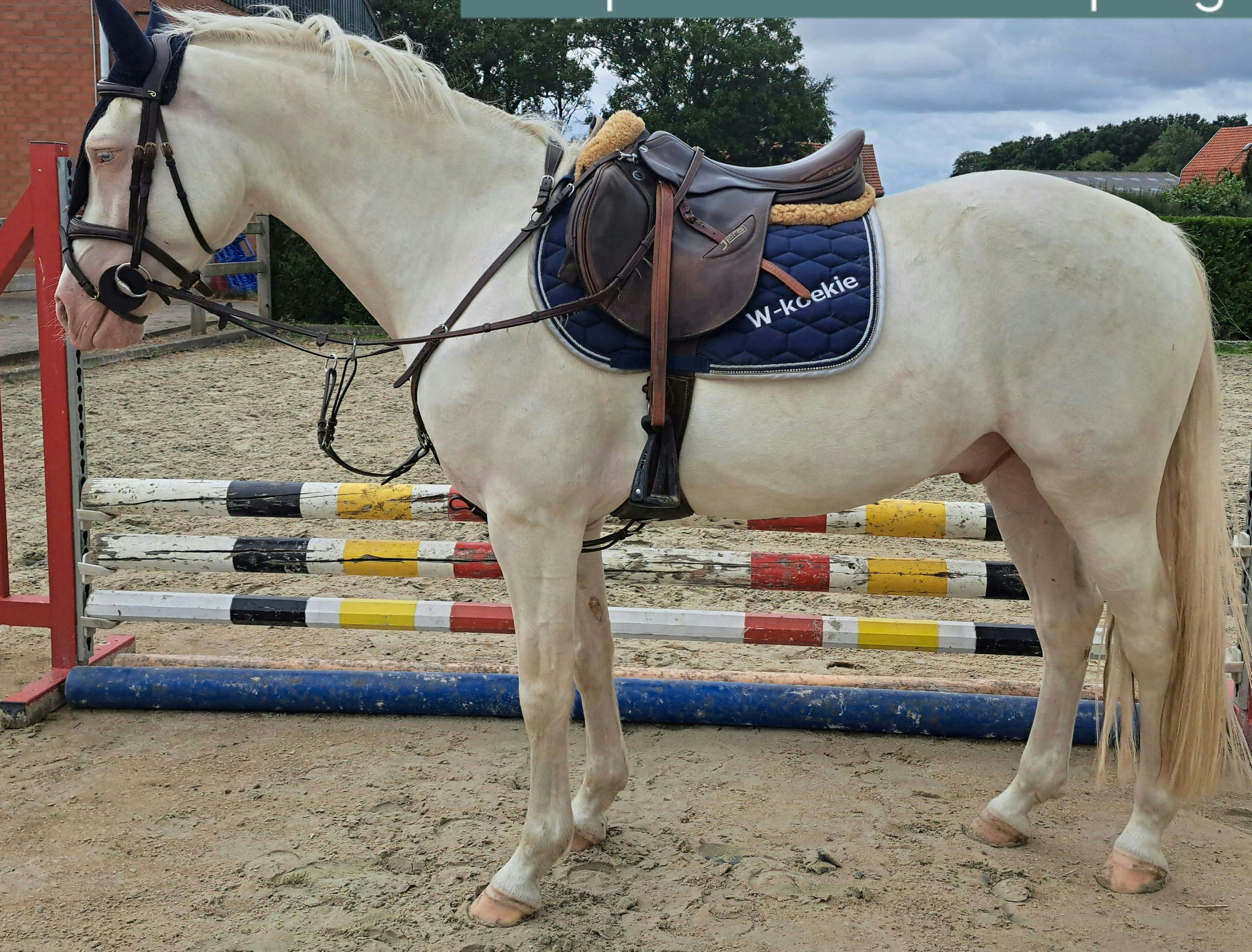 Simpatico pony D polivalente castrone in vendita