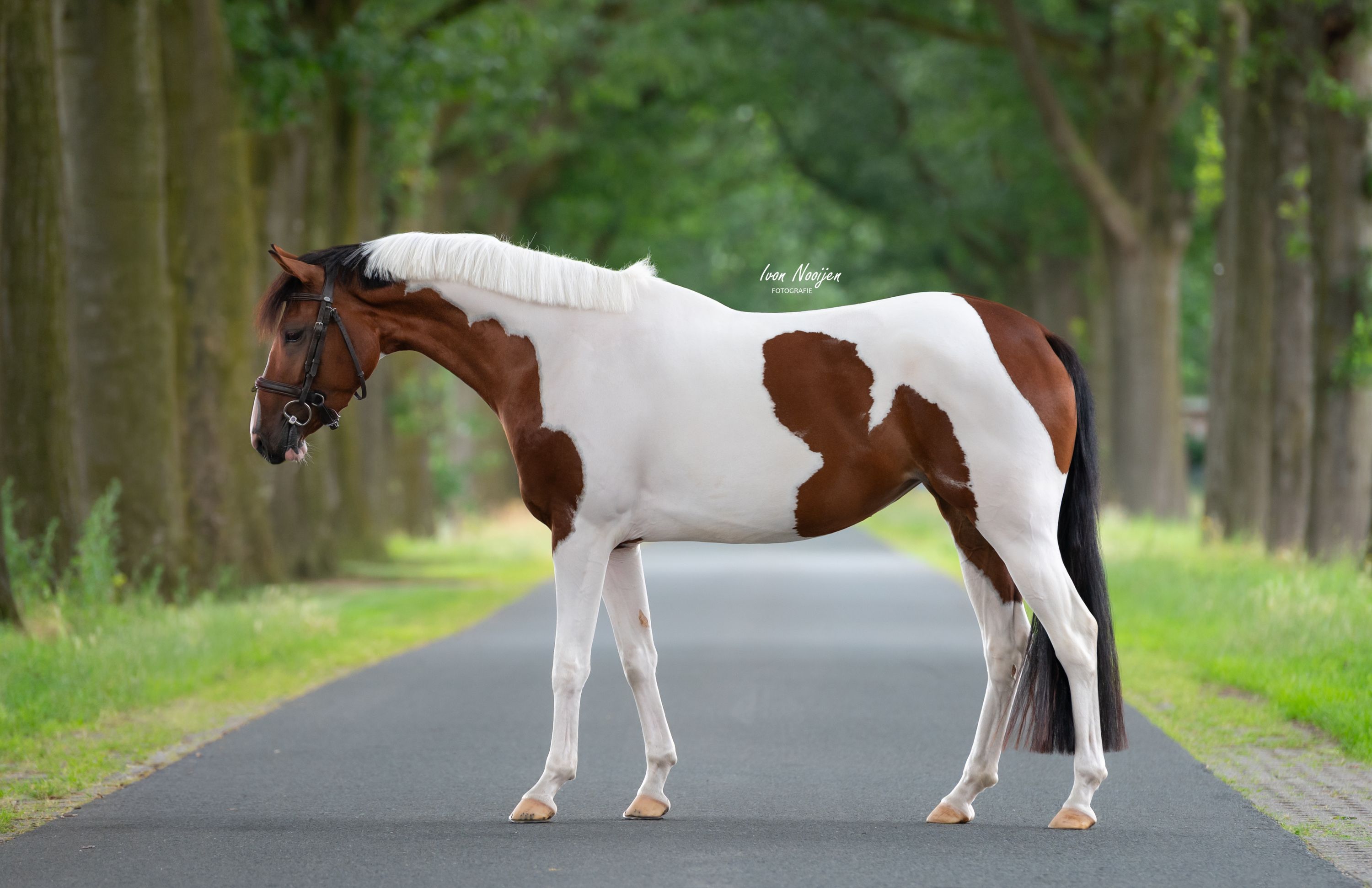 nrps springpony merrie 4 anni andere-kleur in vendita - Foto 4