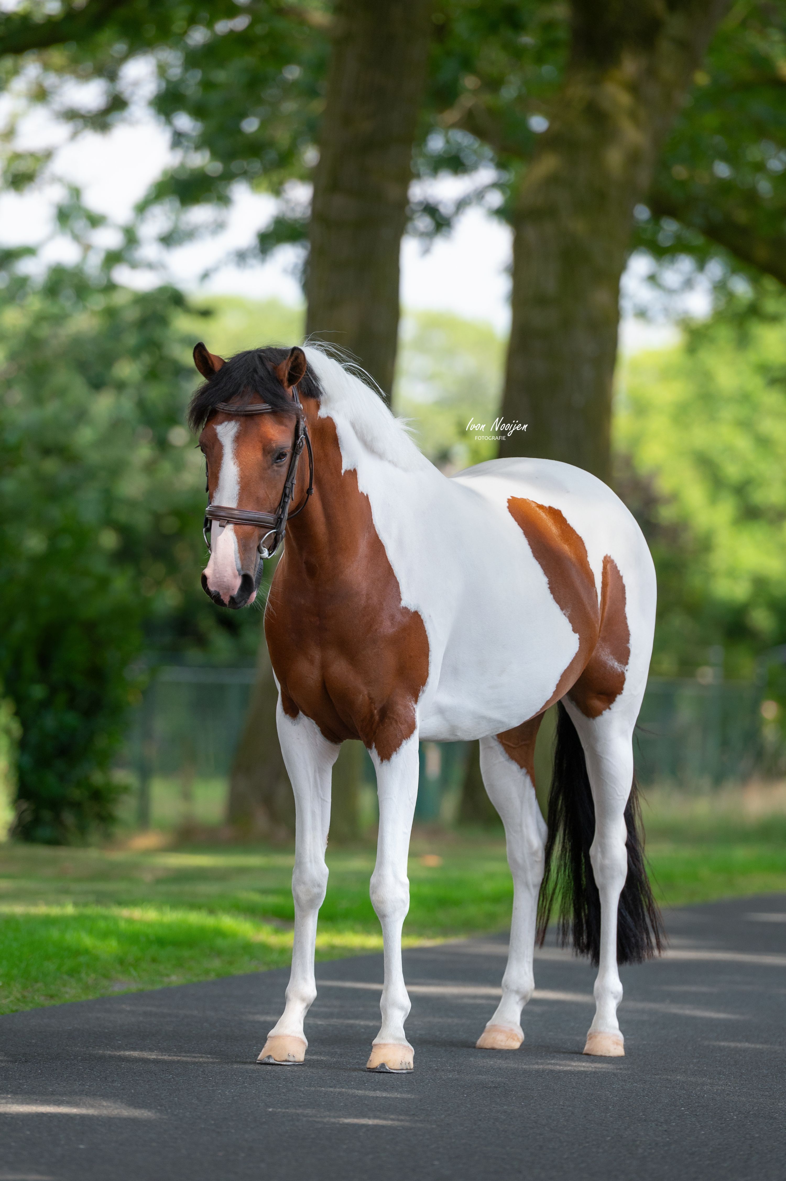 nrps springpony merrie 4 anni andere-kleur in vendita - Foto 2