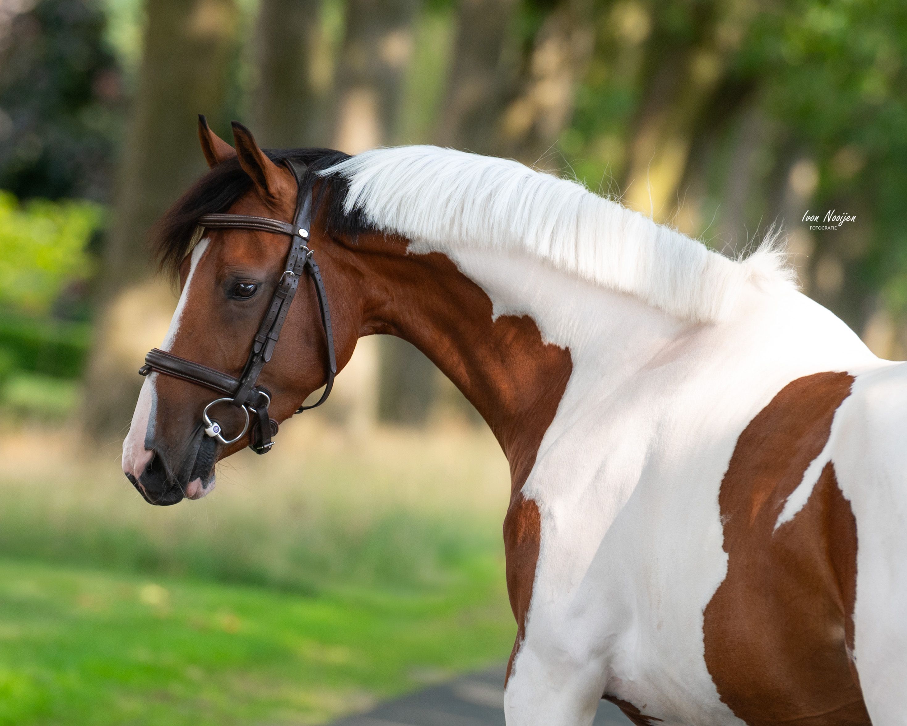 nrps springpony merrie 4 anni andere-kleur in vendita - Foto 6