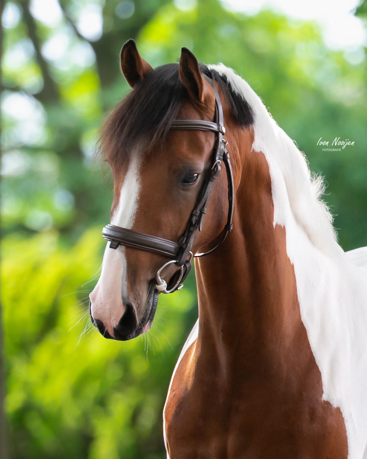 Super pony da sport E talento nel salto