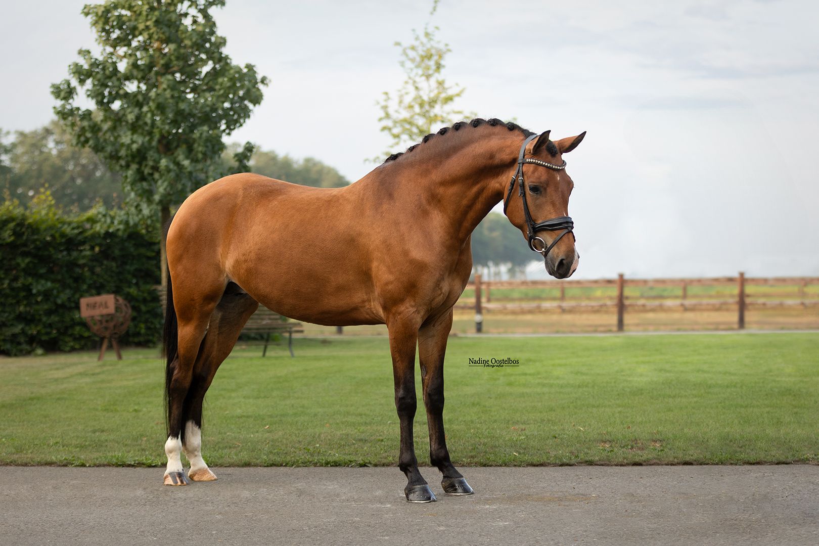 allround-pony merrie 4 lat bruin na sprzedaż - Zdjęcie 4