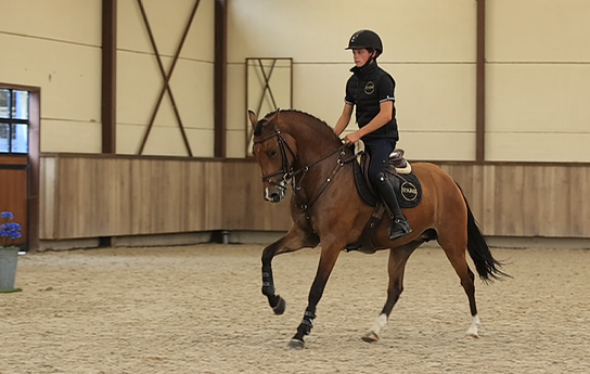 allround-pony merrie 4 lat bruin na sprzedaż - Zdjęcie 2