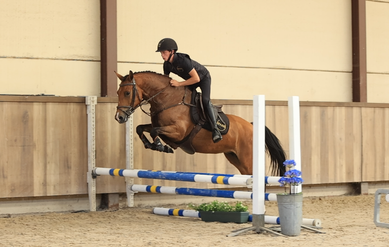 allround-pony merrie 4 lat bruin na sprzedaż - Zdjęcie 3