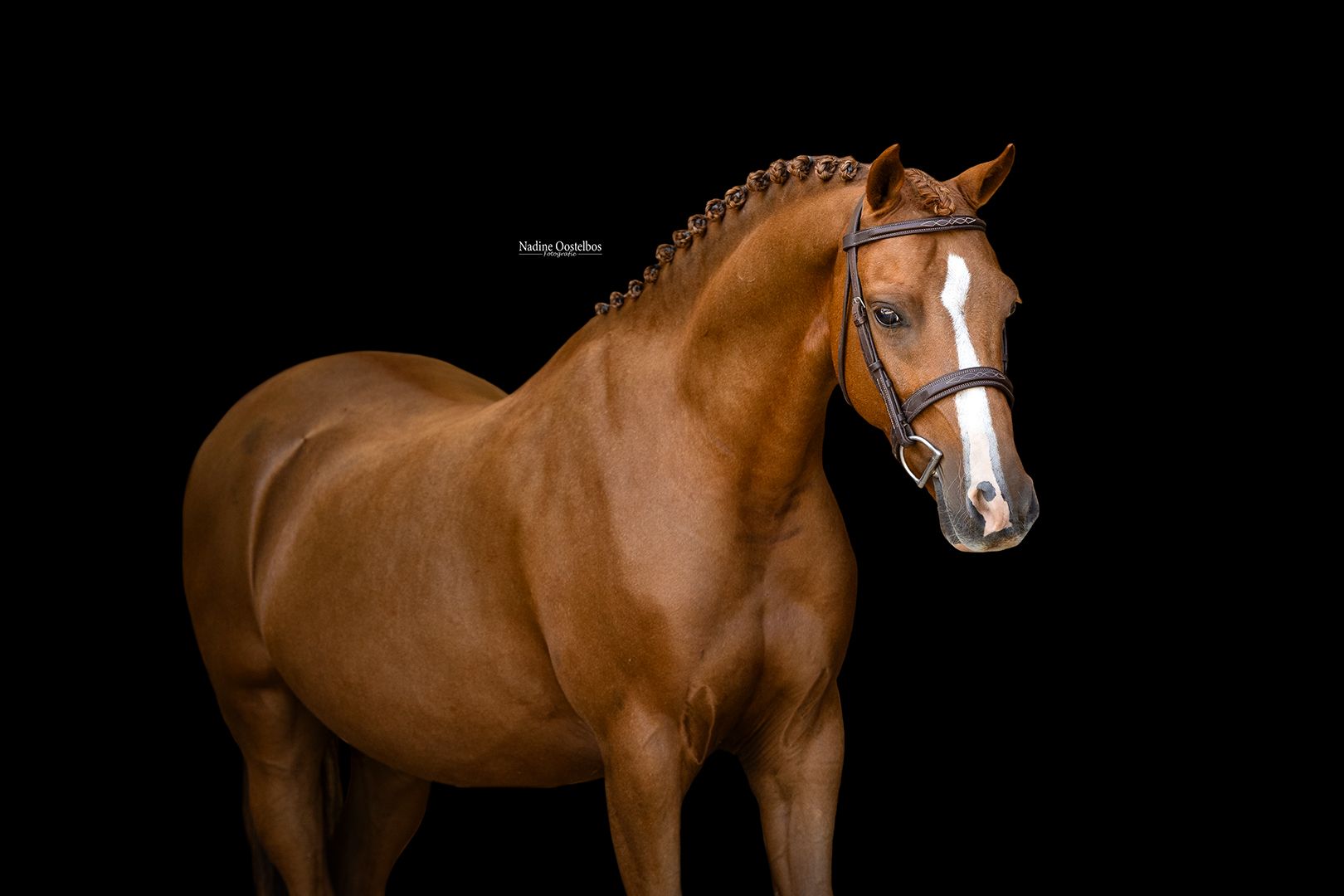De looks van een winnaar, het talent van een topper!