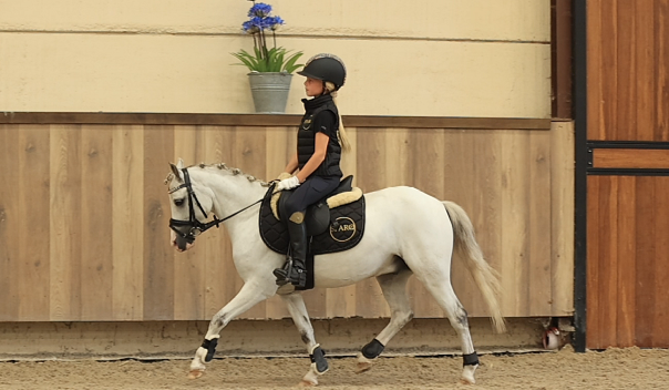 allround-pony ruin 6 lat schimmel na sprzedaż - Zdjęcie 4