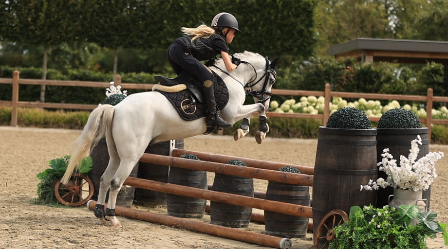 allround-pony ruin 6 lat schimmel na sprzedaż - Zdjęcie 3