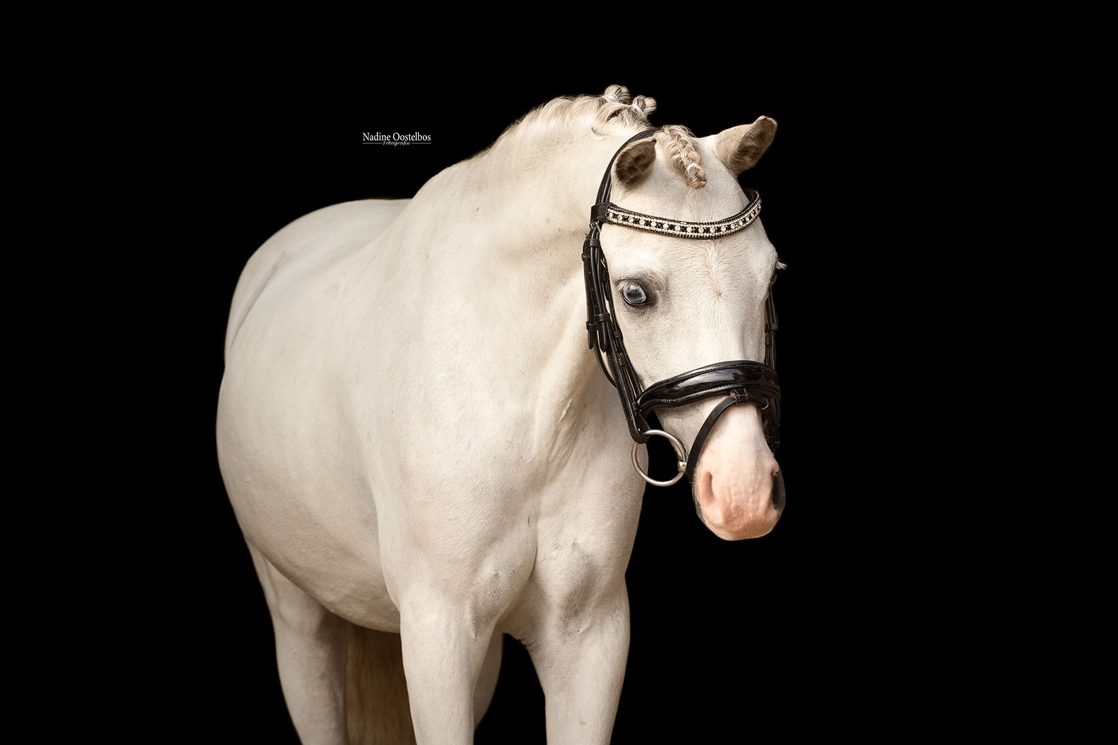 allround-pony ruin 6 lat schimmel na sprzedaż - Zdjęcie 2