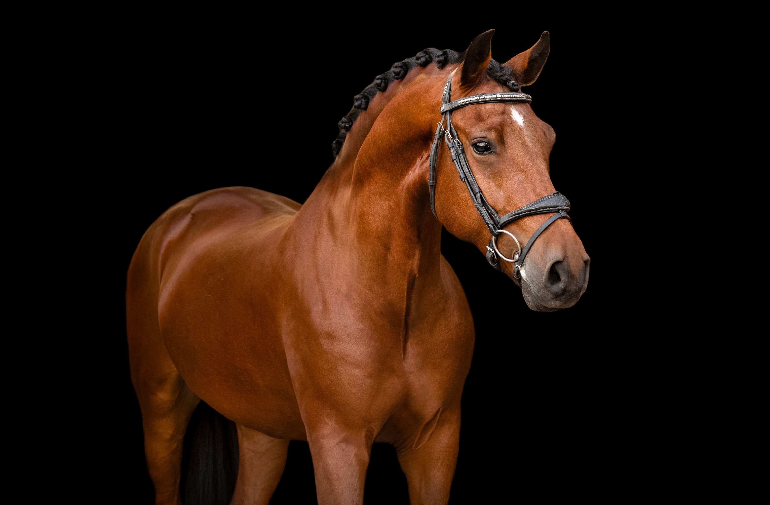 allround-pony ruin 6 lat bruin na sprzedaż - Zdjęcie 2