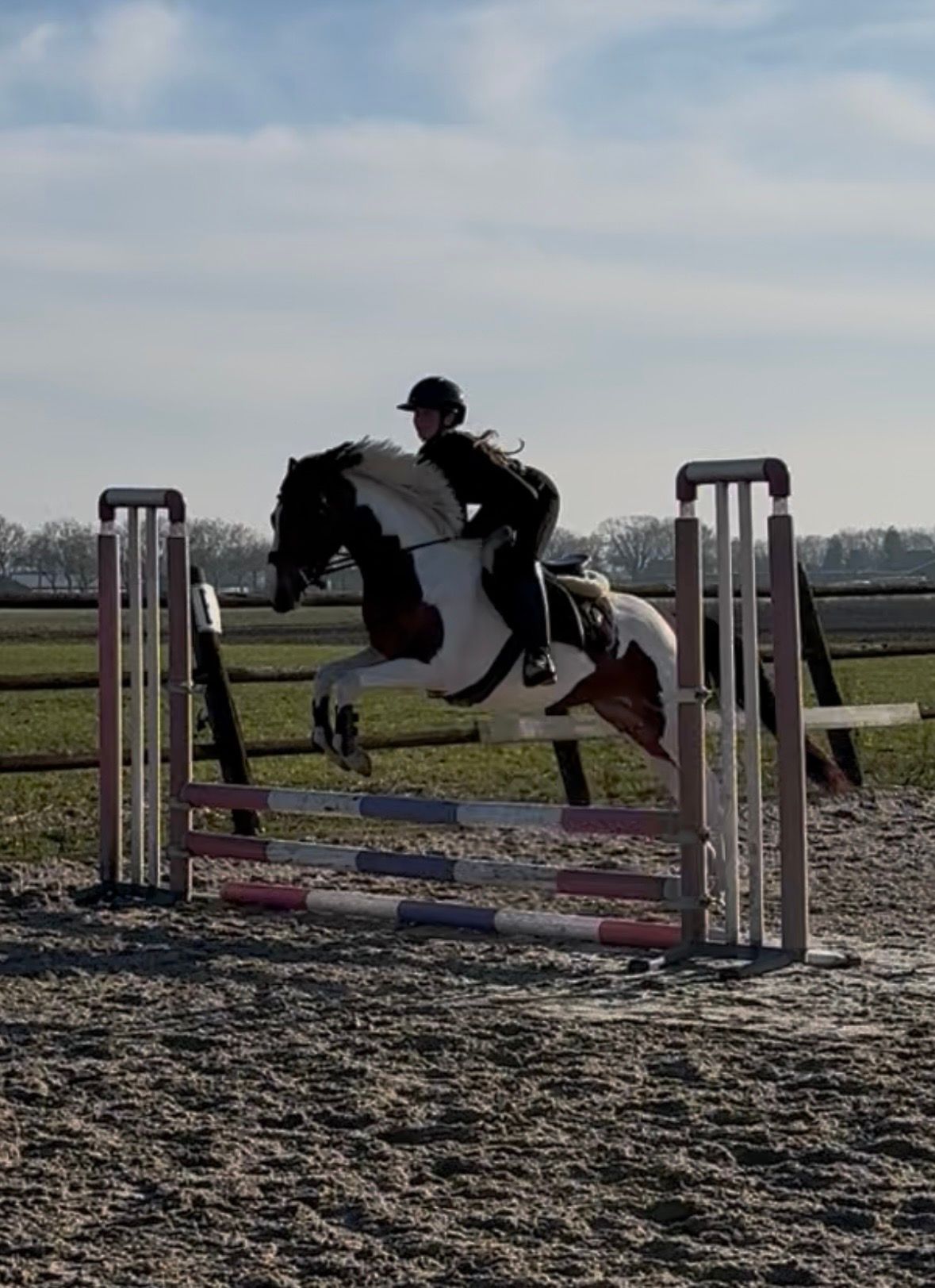 nrps springpony merrie 4 anni andere-kleur in vendita - Foto 5