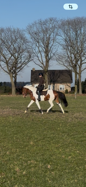 nrps springpony merrie 4 anni andere-kleur in vendita - Foto 3