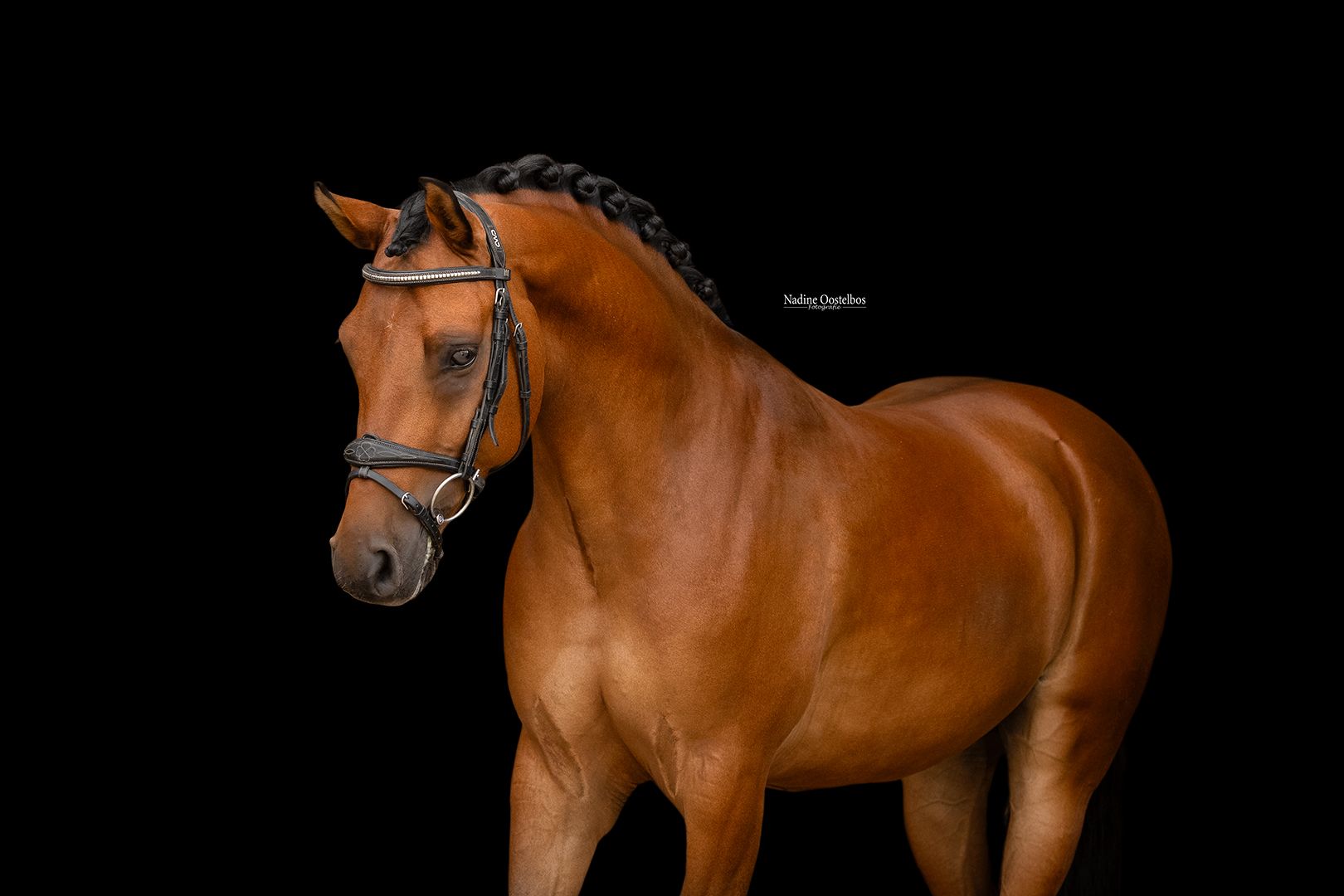 allround-pony ruin 5 lat bruin na sprzedaż - Zdjęcie 2