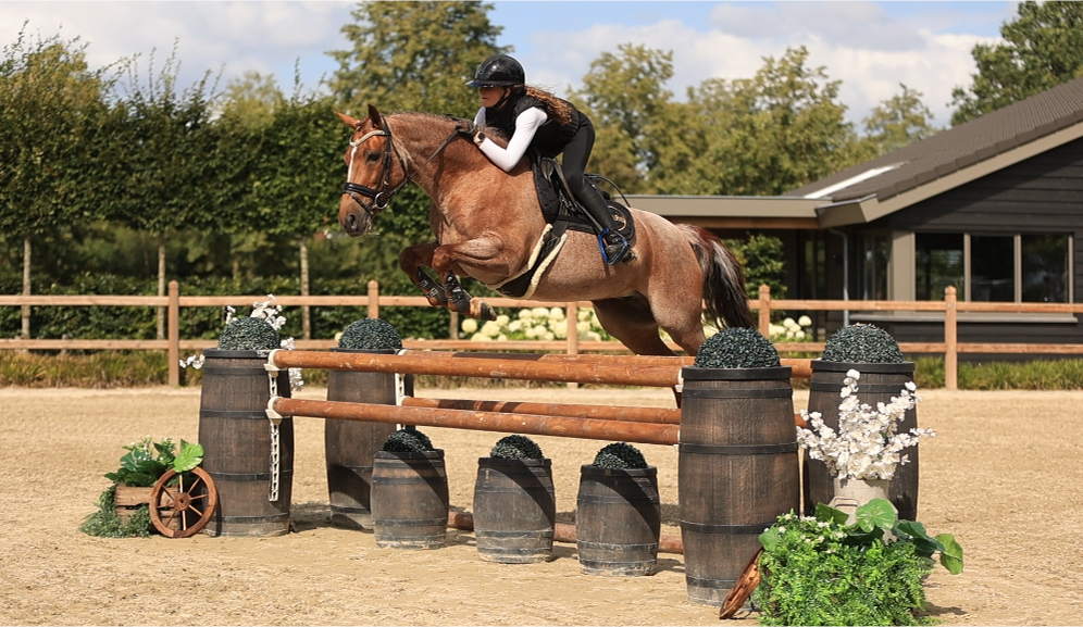 allround-pony ruin 8 lat roan na sprzedaż - Zdjęcie 3