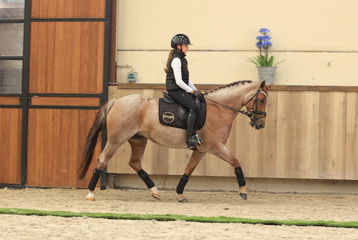 allround-pony ruin 8 lat roan na sprzedaż - Zdjęcie 4
