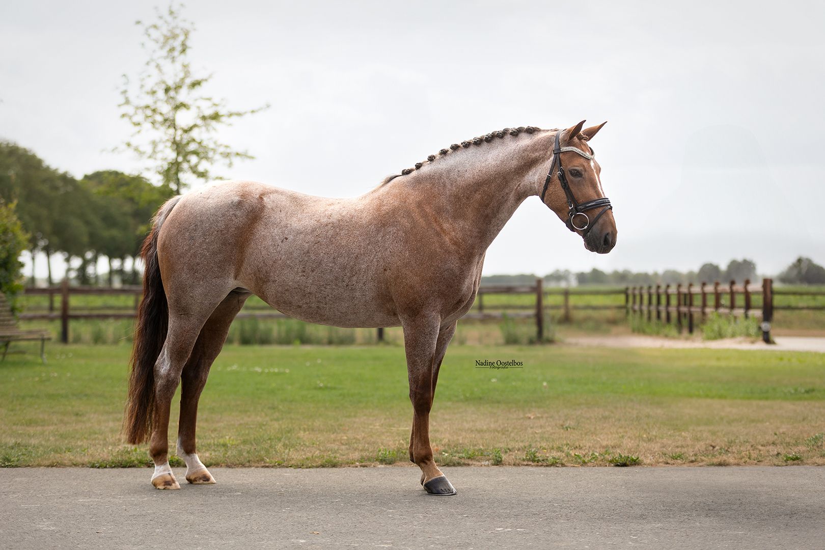 allround-pony ruin 8 lat roan na sprzedaż - Zdjęcie 2