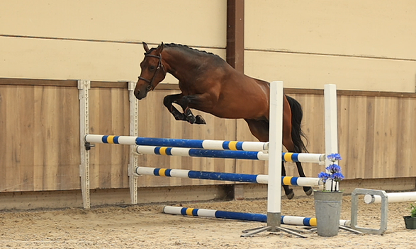 allround-pony ruin 3 lat donkerbruin na sprzedaż - Zdjęcie 2