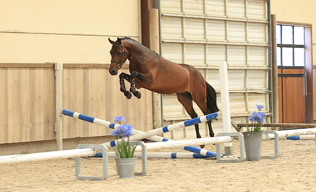 allround-pony ruin 3 lat donkerbruin na sprzedaż - Zdjęcie 5