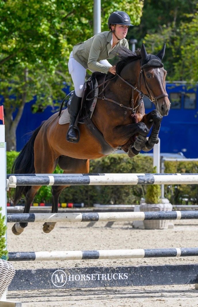 zangersheide springpaard Ruin 7 Jahre alt Bruin zu verkaufen - Foto 3