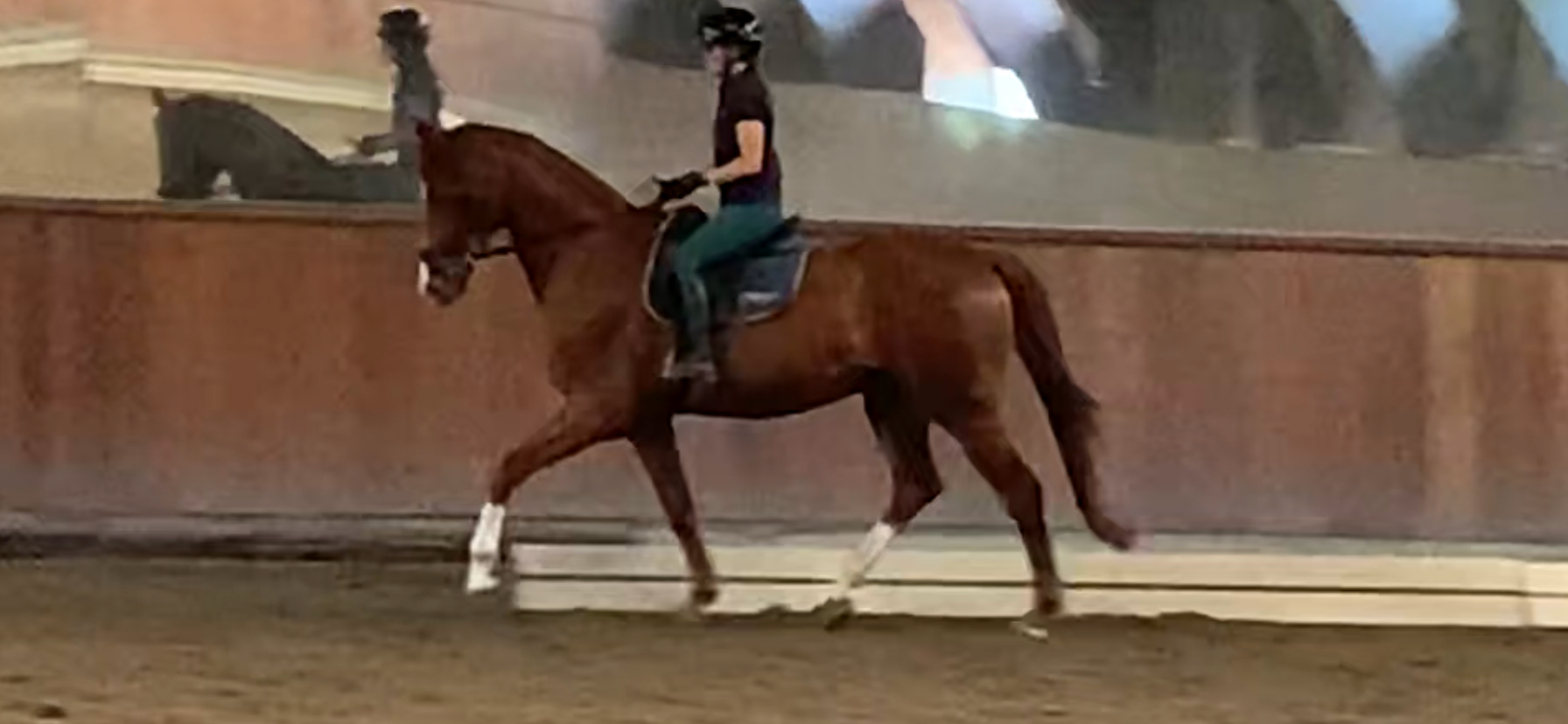 Cheval de dressage talentueux avec un super tempérament
