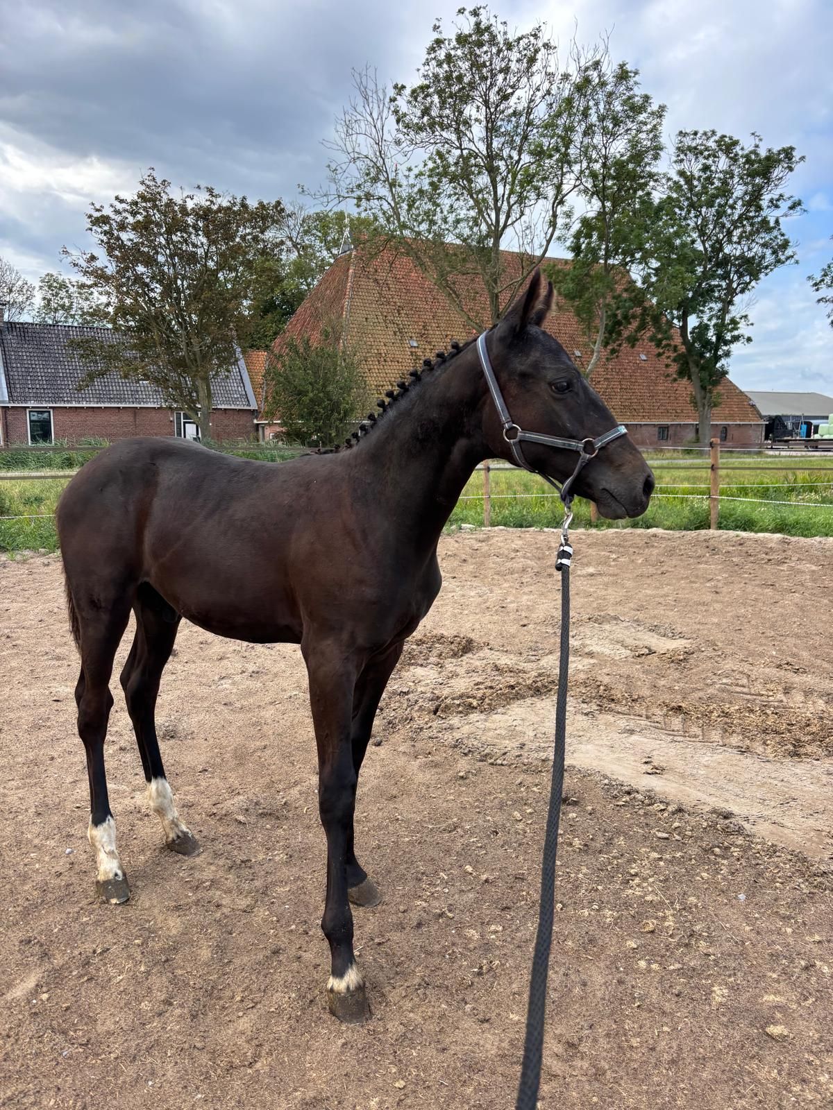 springpaard hengst 0 let donkerbruin na prodej - Foto 2