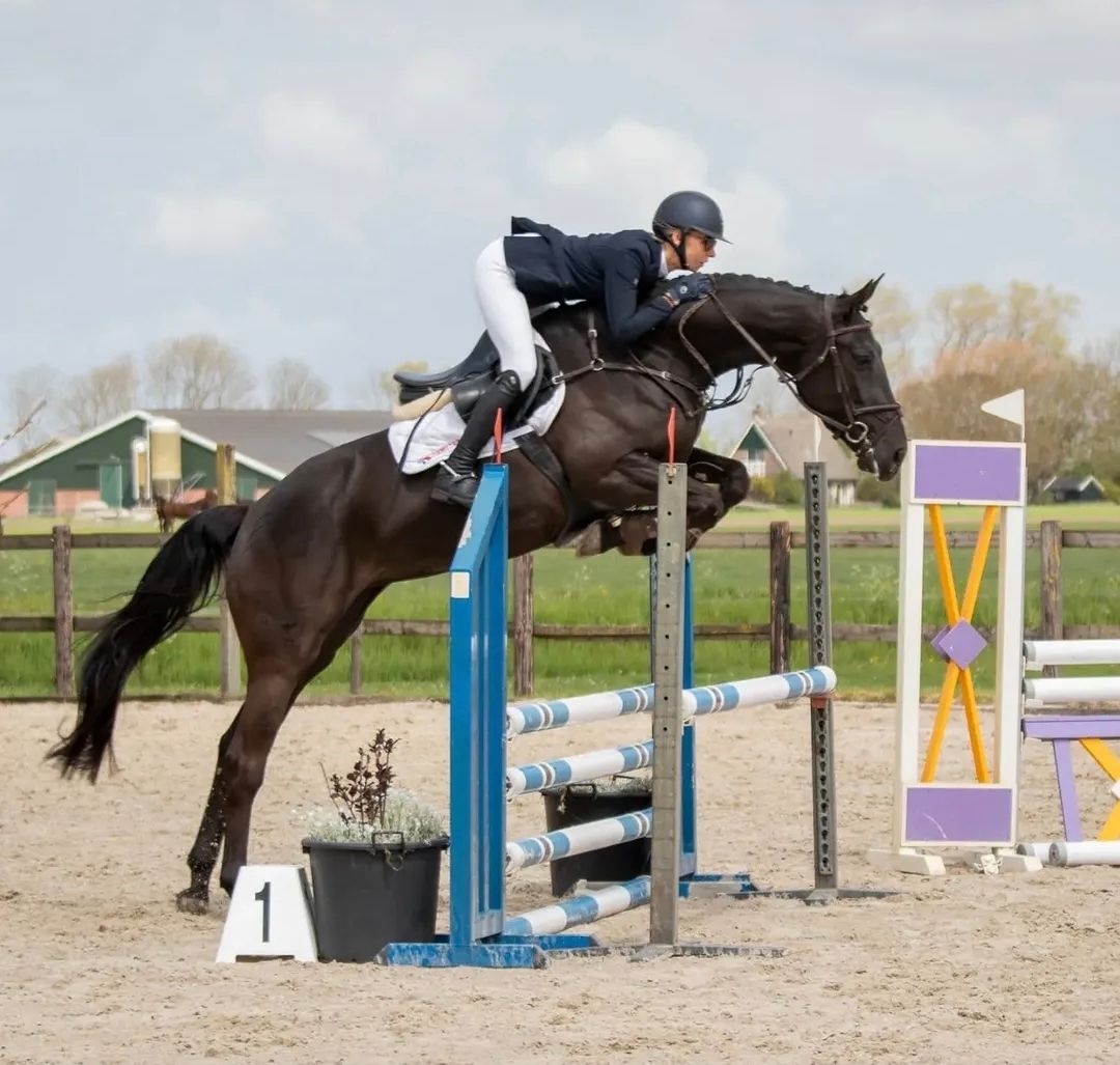 springpaard hengst 0 let donkerbruin na prodej - Foto 4