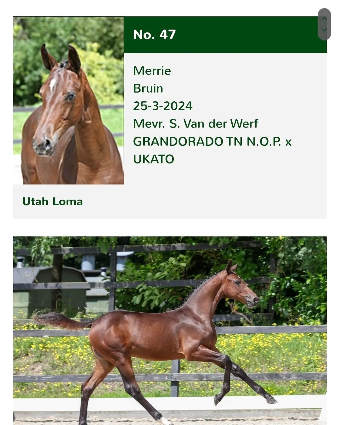 springpaard hengst 0 let donkerbruin na prodej - Foto 3