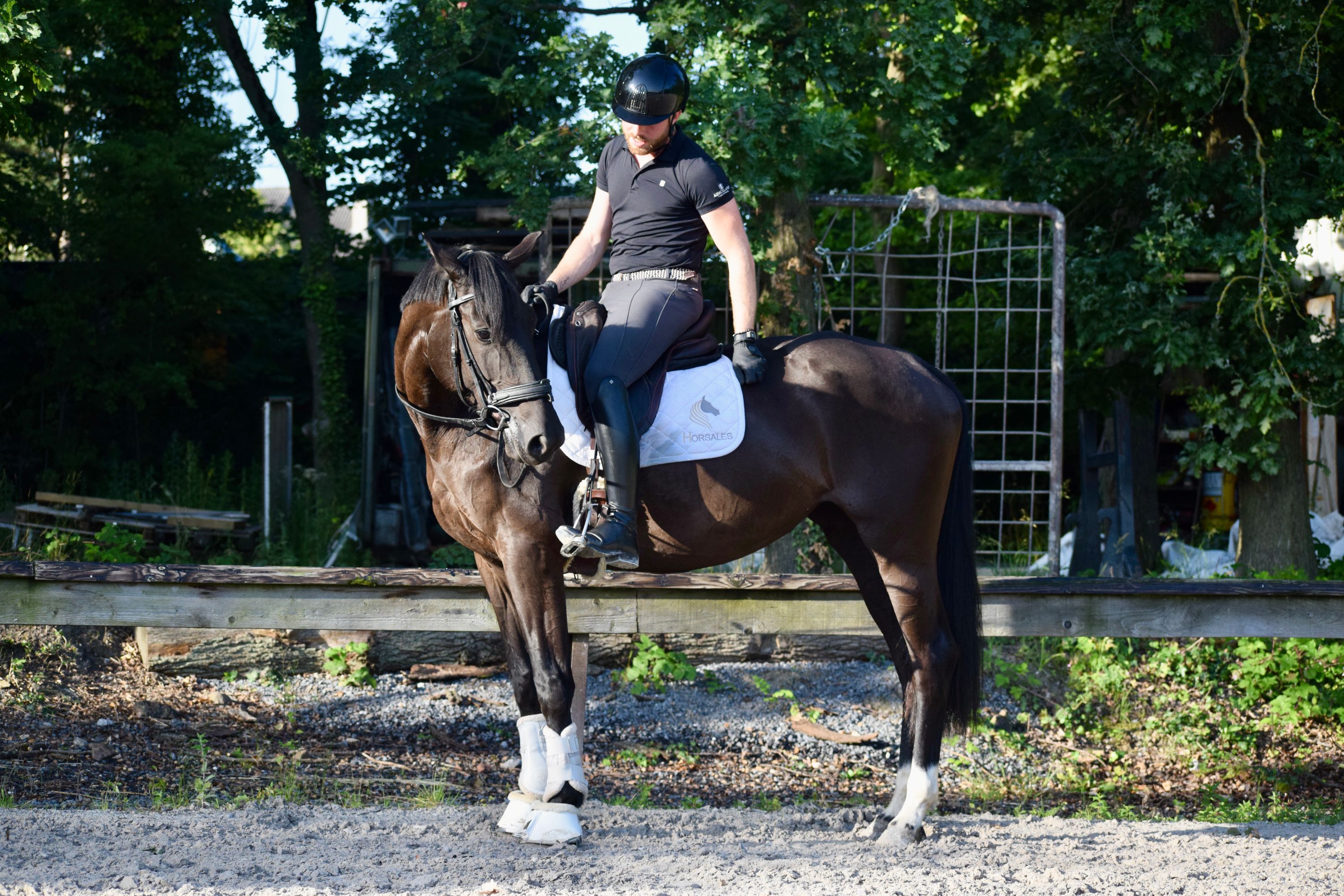 hanovarian dressuurpaard merrie 6 let zwart na prodej - Foto 3