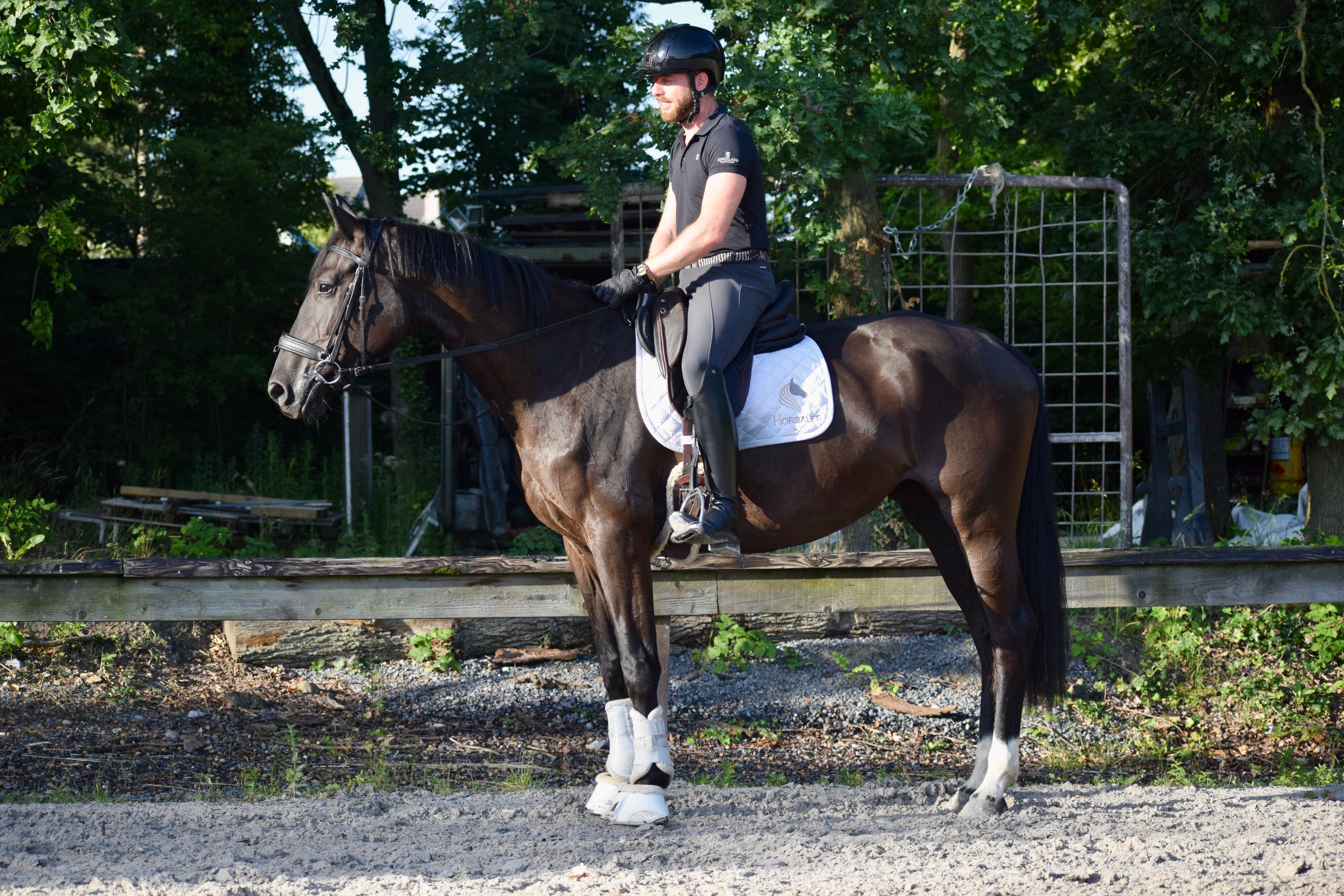 hanovarian dressuurpaard merrie 6 let zwart na prodej - Foto 2