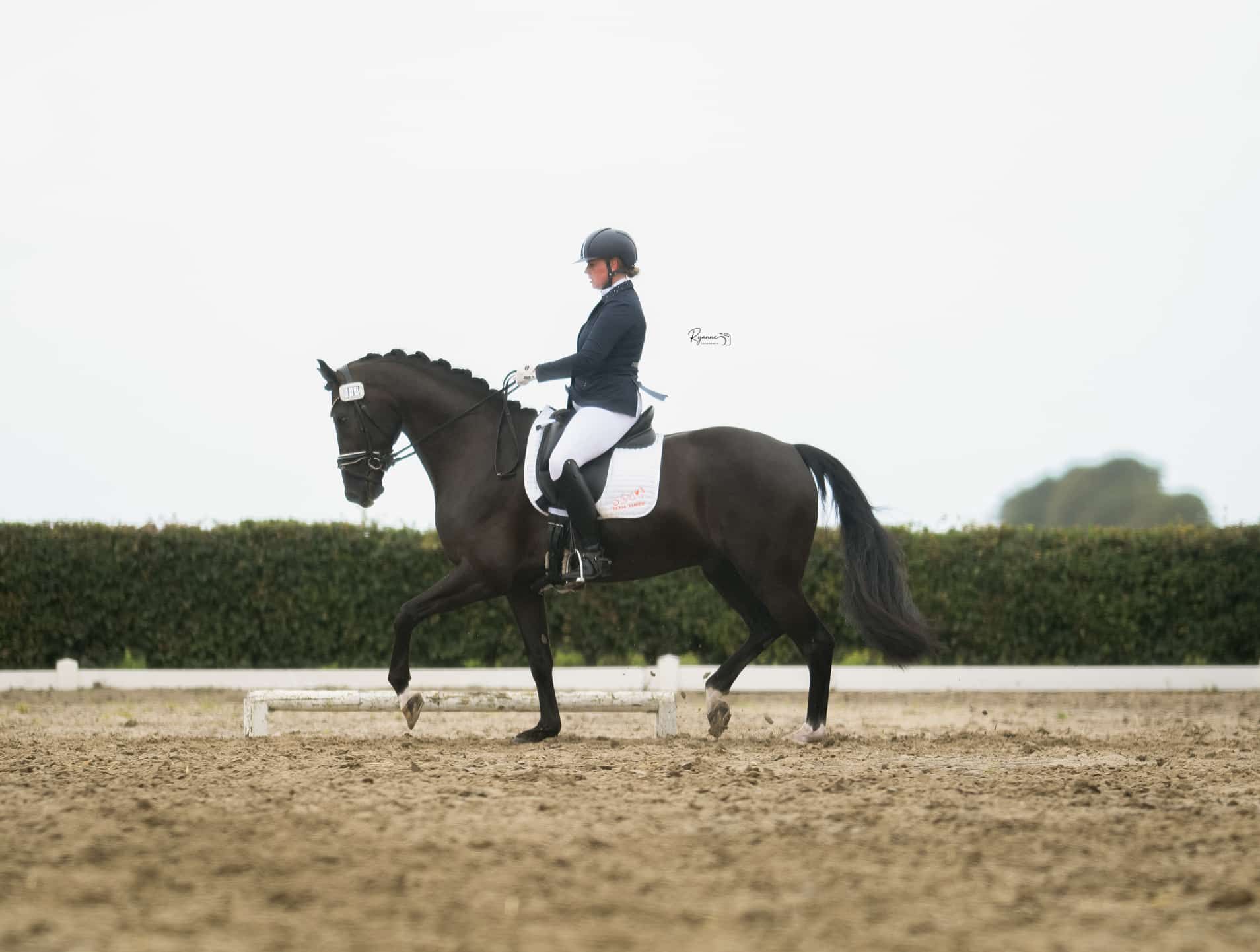 Doux et beau hongre de 6 ans